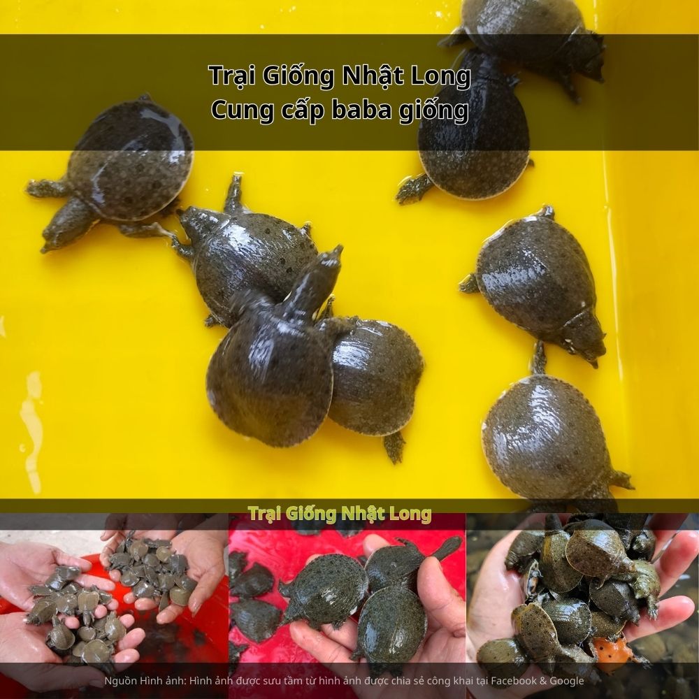 Giữ ao sạch sẽ, phát hiện và xử lý kịp thời khi có dấu hiệu bất thường.