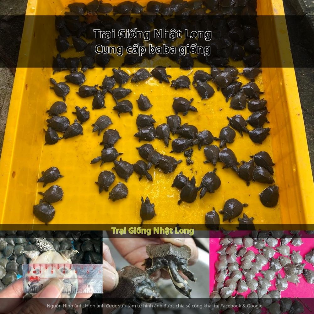 Nhiều nhà hàng, khách sạn lớn đã đưa các món ăn từ baba vào thực đơn phục vụ du khách.