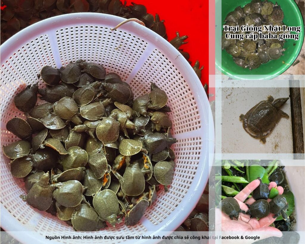 Trại Giống Nhật Long là một trong những đơn vị hàng đầu, cam kết giống khỏe mạnh, đồng đều, giá hợp lý.