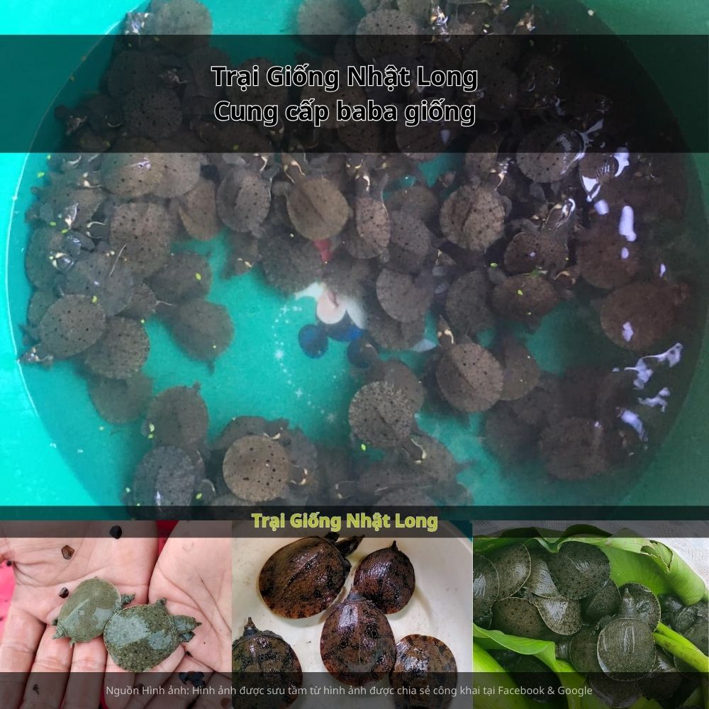 Trại Giống Nhật Long – đơn vị chuyên cung cấp baba giống Lâm Đồng cùng nhiều loại thủy sản khác.