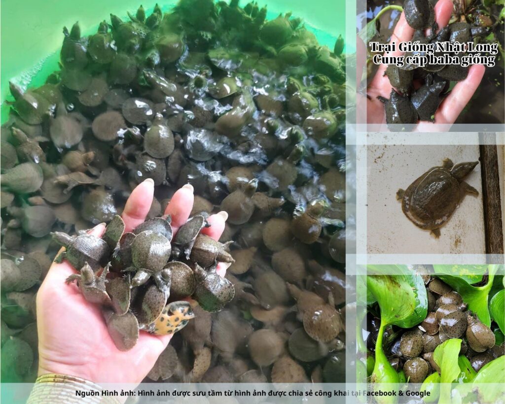 Baba dễ thích nghi với nhiều hình thức nuôi, từ hộ gia đình nhỏ lẻ đến trang trại quy mô lớn.