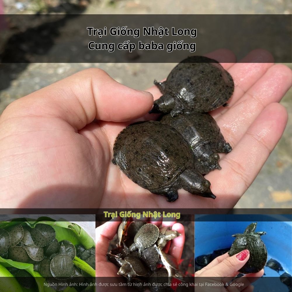 Sự xuất hiện của các trại giống baba tại Lâm Đồng đã giúp bà con dễ dàng tiếp cận nguồn giống khỏe mạnh, kỹ thuật nuôi khoa học và đầu ra ổn định.