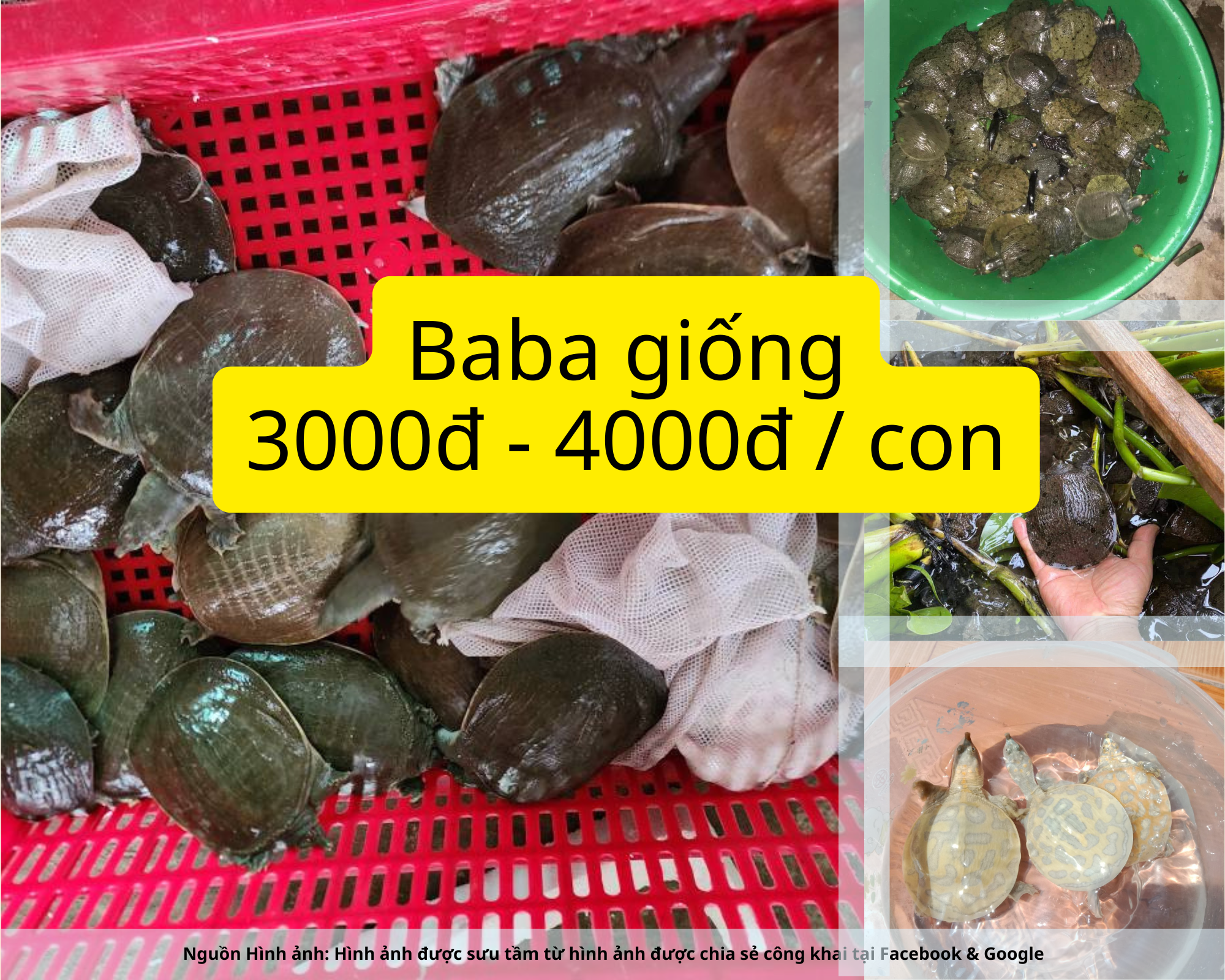 Baba giống giá 3k, 4k. Giống baba 100g, 200g, 500g, 1kg, 2kg