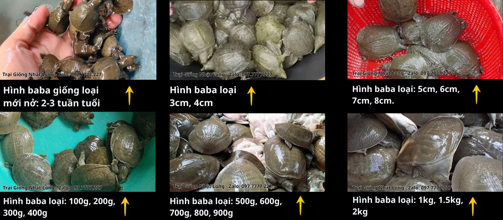 Hình ảnh các size giống baba